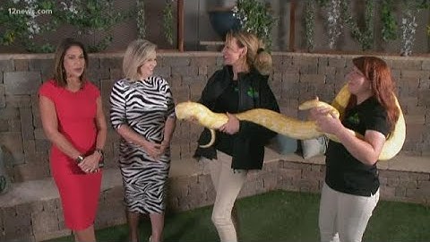 An Albino Burmese Python stops by Today in AZ