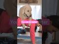 slower than a snail 🙄 #cutedog #dogshorts #fitnessfun #fitnessgames #havefunwithit