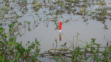 Câu Cá , Giật Hết Đàn Cá Rô Phi Trốn Trong Đám Rau Muống Bằng Mồi Tép