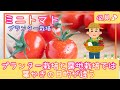 ミニトマトの葉かきは○○が大事！/ミニトマトのプランター栽培/家庭菜園/2023年