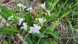 제비꽃 10종 ,  10 Violets living in Korea