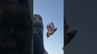 Pigeon got scared