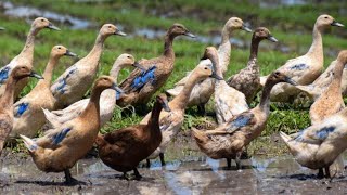 10K Ducks in rice fields by Rattana & Sumvang 275 views 3 years ago 15 seconds