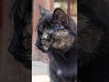 Cool cats 🐈 near the hotel / Прикольные котики 🐱 возле гостиницы + #kitten #cats #catvideos #cat