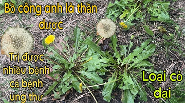 Cỏ dại thần dược BỒ CÔNG ANH diệt Ung thư / chia sẽ cách nhận biết cây bồ công anh.