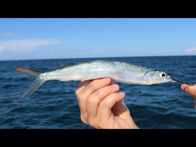 The SECRET! Bait and Tackle Shops WONT Teach You!! -How to Catch Ballyhoo  (Tackle Tuesday) 