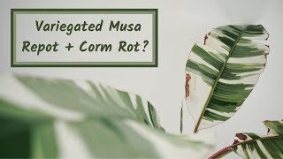 Variegated Musa Florida Repot and Corm Rot?