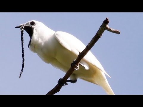 فيديو: أين يعيش الطائر الطنان أبيض الأذن؟