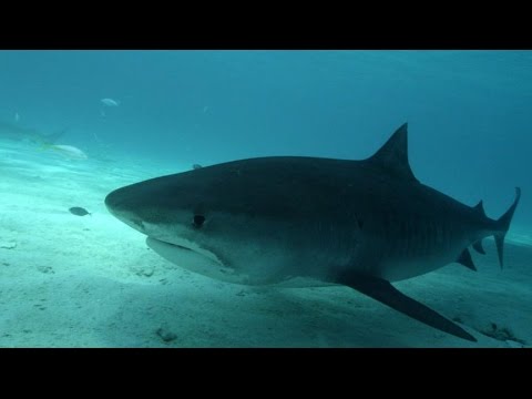 Shark Week 2014: Ginger Zee Swims With Sharks