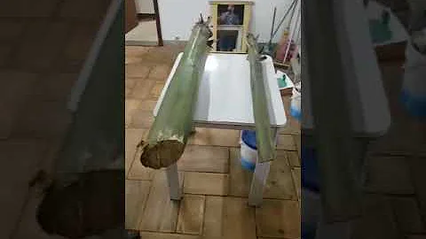 Como colher o Palmito-juçara?
