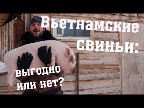 Вьетнамские свиньи - выгодно или нет?