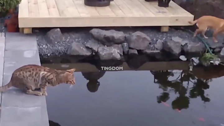 Cats Hate Water 2017 | Funny Cat Videos