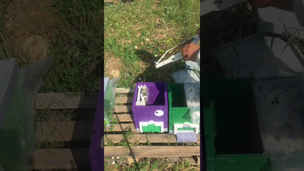 30.06.2023 Çift Bölmeli Ana Kutusunu Ayırmak @AykaçArıcılık