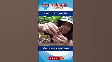 SĂN LOÀI RÙA QUỲ HIẾM NẰM TRONG NHỮNG KHE SUỐI