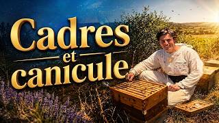 APICULTURE. E84 Avec 40°c les miellées c'est Fini ! Problème avec les cadres de ruche
