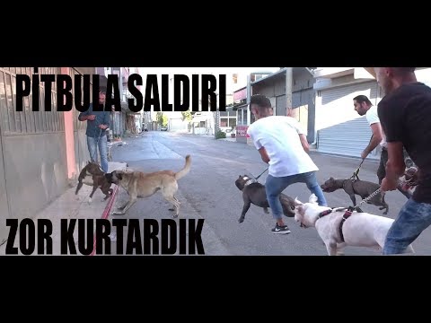 SOKAK KÖPEKLERİNİN ELİNDEN PİTBULL'U SON  ANDA KURTARDIK [PİTBULL'A SALDIRI]I!!