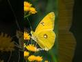 How beautiful the flying butterflies look #nature #insects #butterfly #viral #photography #cute #tv
