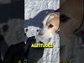 Dog Gets Oxygen at Extreme Altitude 🏔️🐶😱