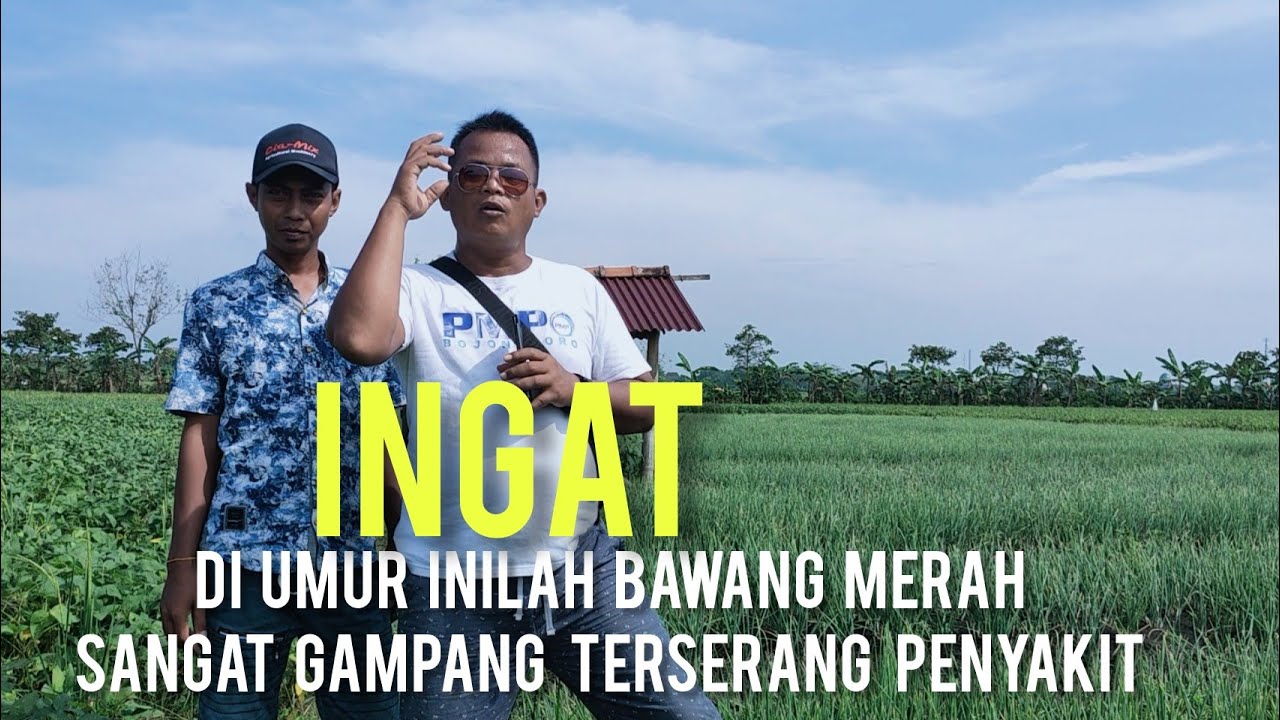 DI UMUR INILAH BAWANG MERAH YANG GAMPANG TERSERANG‼️ PENYAKIT‼️