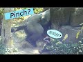 Gorilla D'jeeco Family: Just another day /金剛猩猩廸亞哥家族: 平凡的一天