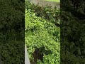 Enjoy the rain #green #rain #peace #world #nature #naturelovers