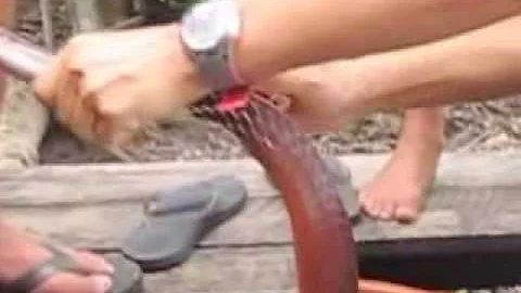 Como preparar uma cobra pra comer?