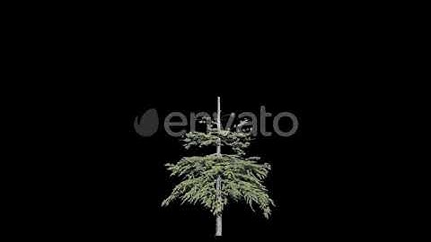 Tree Conifer Growing 2 | Motion Graphics - Envato elements