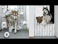 Husky And Cat Team Up To Destroy A Toilet Paper Wall Challenge Funny Dog Video 