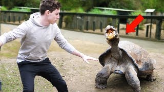 PLAYING WITH INSANE ANIMALS!