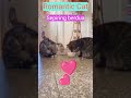 Romantic Cat #shortvideo #cat #funny #love #likeandsubscribe
