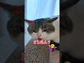 どしたん？話聞こうか？？😾💢🤷‍♀️ #どうしてこうなった #ねこ #ねこのいる生活 #猫好きさんと繋がりたい #shorts #shortvideo