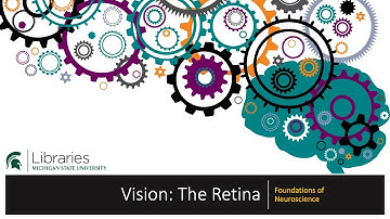Chapter 19 - Vision: The Retina