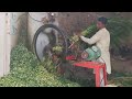 Cutting Grass by Machine