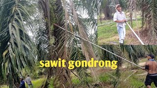 Menunas Kelapa Sawit Gondrong Sekali