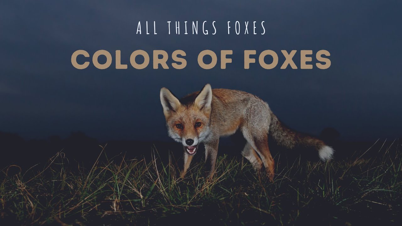 Фокс колор. Night Color Fox. Лис цвет грей. Natural Fox Colors. Fox цвет