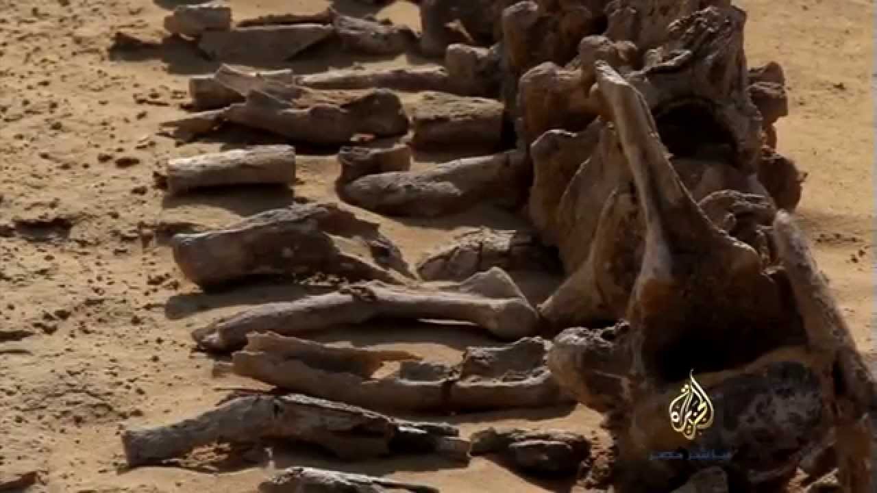 وادي الحيتان يستقبل السائحين قريبا