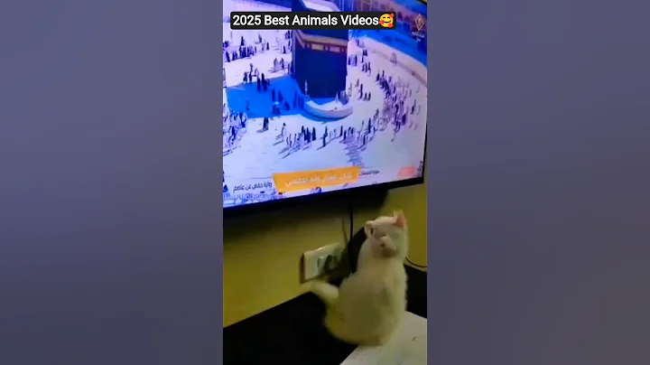 Watch the video about Funniest Pets 2025 🐕Makkah Cat