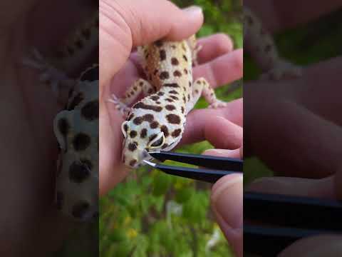 Video: Kenali Leopard Gecko