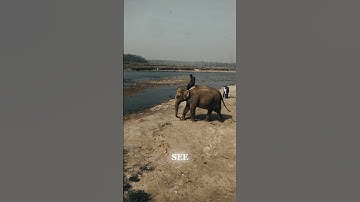 Can Elephants Really Recognize Themselves?
