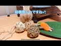 バラエティボールをあげてみました。　【ネザーランドドワーフ】  netherland dwarf rabbit うさぎ