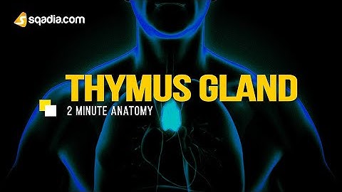 Thymus Gland | Anatomy Video Lectures | Medical Student | V-Learning™ | sqadia.com