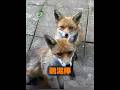 キツネは一夫一妻制ですか? #animals #自然 #動物