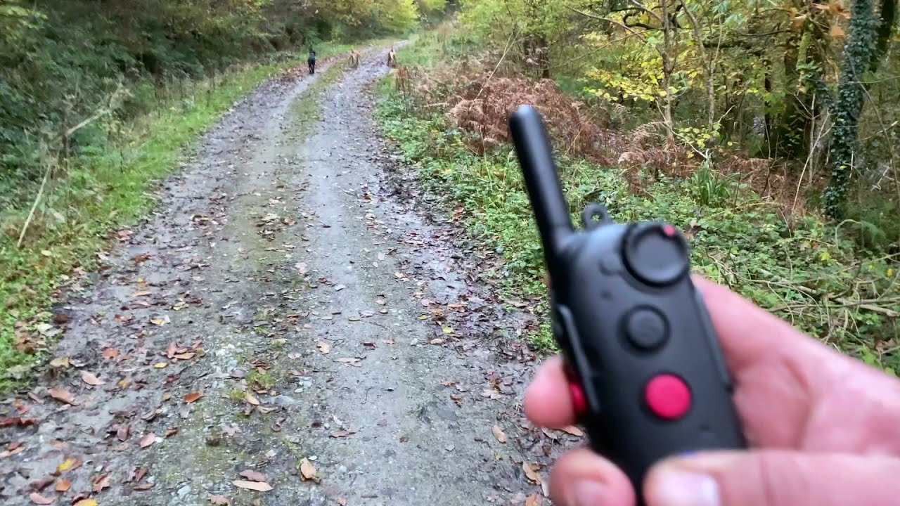 Recall With and Without an ECollar Video 10 recall training for a