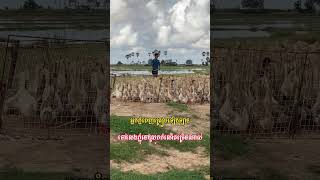 តោះទៅលេងស្រុក @SMEYGaming88 @Pu_Toy  youtubeshorts shortsvideo shortvideo shortsfeed