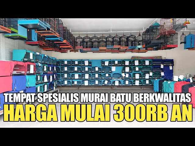 TERNYATA DISINI ! TEMPAT SPESIALIS MURAI BATU BERKWALITAS HARGA MULAI 300RB AN MAJU KICAU INDONESIA class=