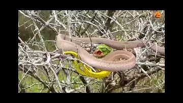 Chameleon bites venomous snake while being attacked