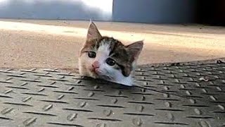 ひょっこりにゃん