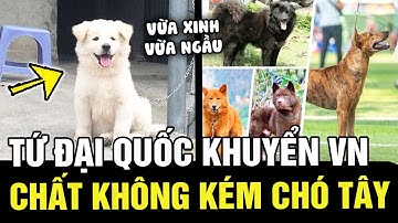 4 giống chó mệnh danh 