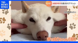 いつも通り散歩に行こうとすると“絶対行きたくない”！なぜか散歩が嫌すぎな犬｜TBS NEWS DIG