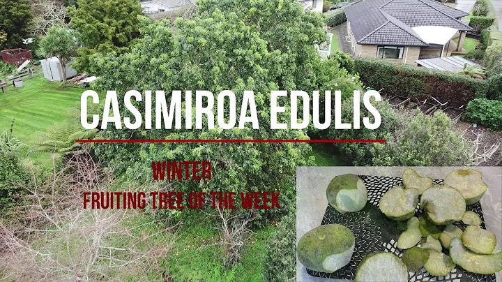 Casimiroa edulis - Taste test / Fruiting Tree of the Week - Winter